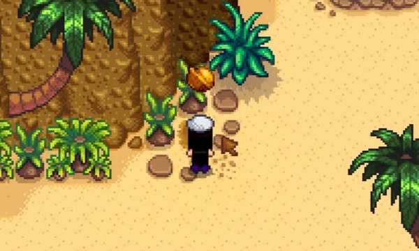 星露谷姜岛金核桃全攻略：130颗核桃分布与获取方法详解