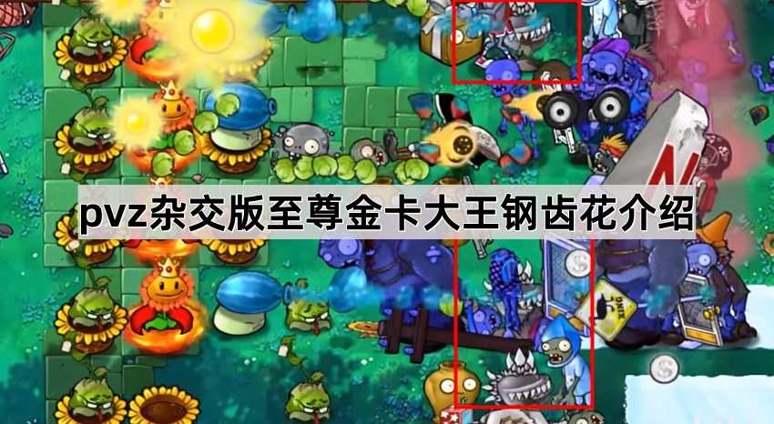 植物大战僵尸杂交版至尊金卡大王钢齿花深度解析