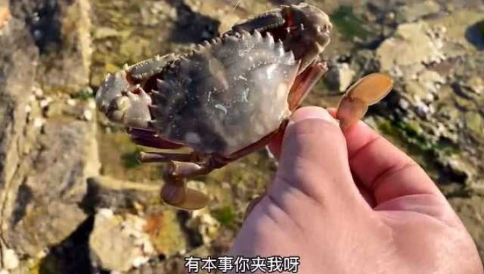 赶海找螃蟹全攻略,新手必看技巧,螃蟹藏身地大揭秘