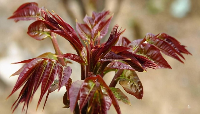 香椿菜属于什么木,香椿树的植物学特性与食用价值解析